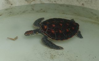 金門綠蠵龜迷途  暫置水試所收容